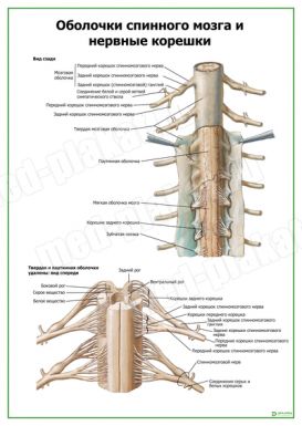 Оболочки спинного мозга и нервные корешки