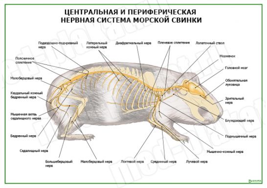 Центральная и периферическая нервная система морской свинки