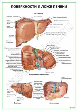 Поверхности и ложе печени