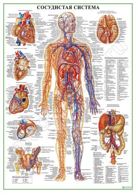 Сосудистая система человека