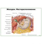 Желудок