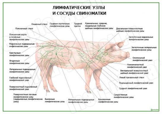 Лимфатические узлы свиноматки