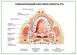 Горизонтальный срез через полость рта