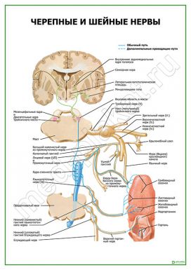 Черепные и шейные нервы