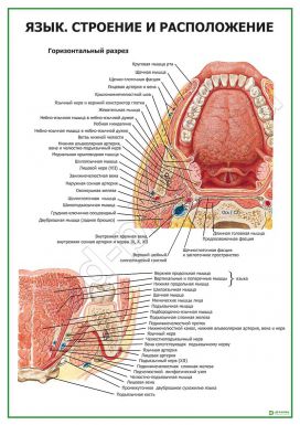 Язык. Строение, расположение