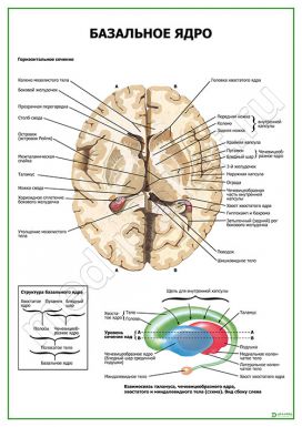 Базальное ядро