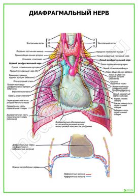 Диафрагмальный нерв
