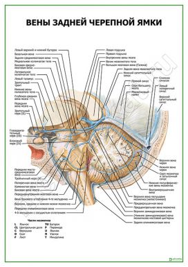 Вены задней черепной ямки
