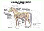 Основные вены жеребца