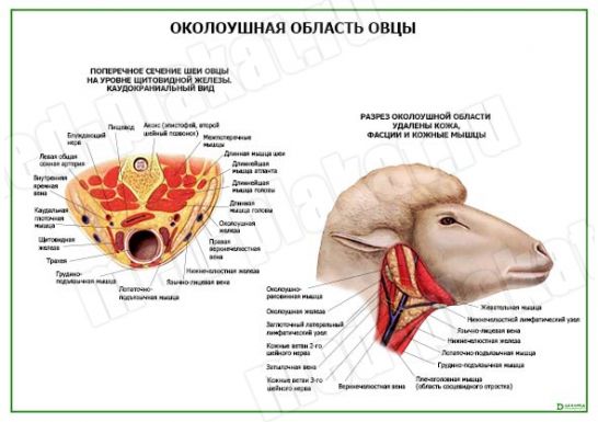 Околоушная область овцы