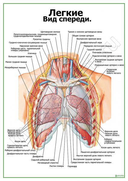 Где Легкие У Человека Фото Спереди