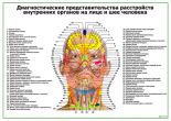 Акупунктурные точки на лице и шее человека (горизонтальный)