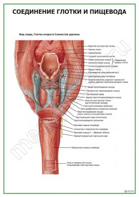 Соединение глотки и пищевода