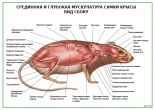 Глубокая и средняя мускулатура самки крысы