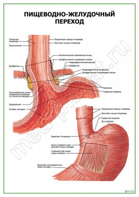 Пищеводно-желудочный переход