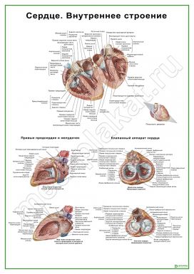 Сердце. Внутреннее строение