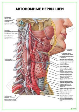Автономные нервы шеи