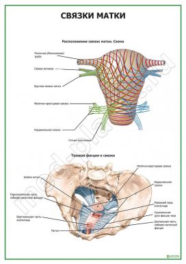 Связки матки. Схема