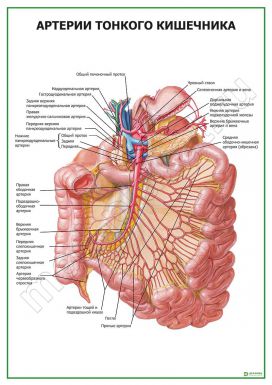 Артерии тонкого кишечника