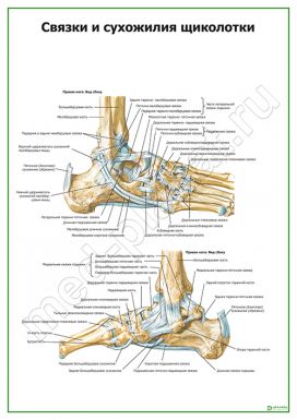 Связки и сухожилия щиколотки