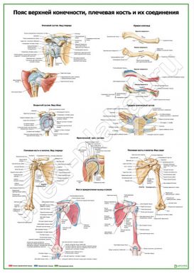 Пояс верхней конечности, плечевая кость и их соединения