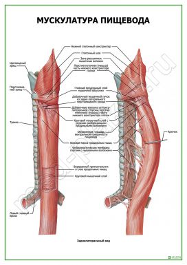 Мускулатура пищевода