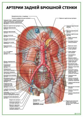 Артерии задней брюшной стенки