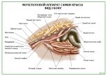 Мочеполовой аппарат самки крысы