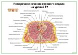 Поперечное сечение грудного отдела на уровне Т7