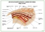 Мочеполовой аппарат самки кролика