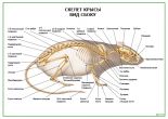 Скелет крысы. Вид сбоку
