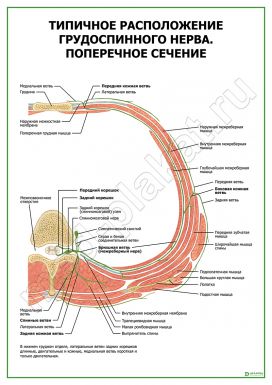 Типичное расположение грудоспинного нерва. Поперечное сечение