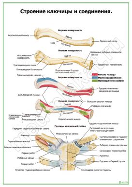 Строение ключицы и соединения