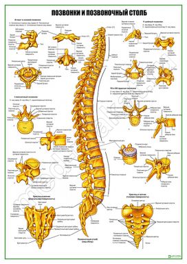 Позвонки и позвоночный столб