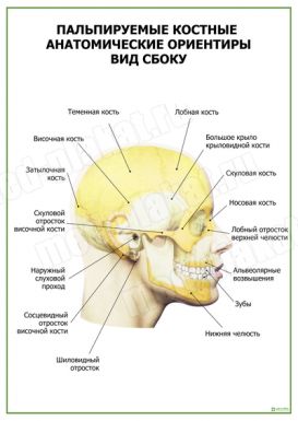 Пальпируемые костные анатомические ориентиры вид сбоку
