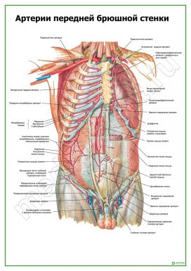 Артерии передней брюшной стенки
