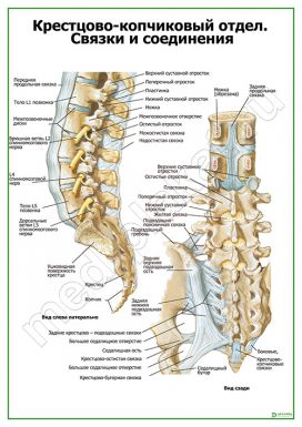 Крестцово-копчиковый отдел. Связки и соединения