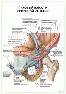Паховый канал и семенной канатик