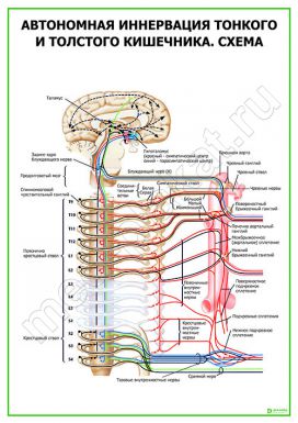 Автономная иннервация тонкого и толстого кишечника. Схема 2