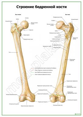 Строение бедренной кости