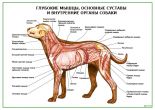 Глубокие мышцы, основные суставы и внутренние органы