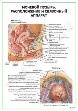 Расположение и связочный аппарат мочевого пузыря