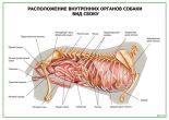 Расположение внутренних органов собаки