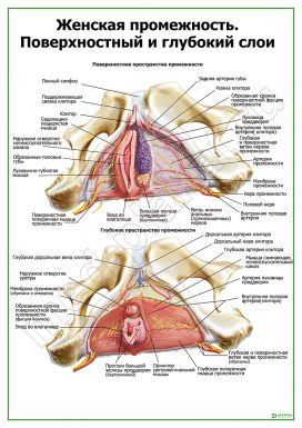 Женская промежность, внутреннее строение