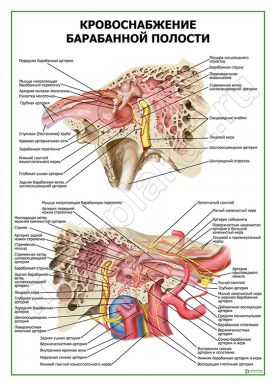 Кровоснабжение барабанной полости