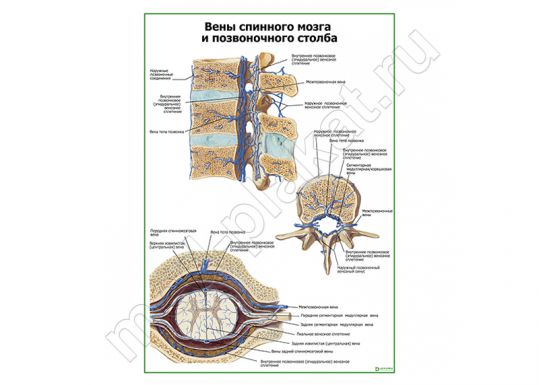 Вены спинного мозга и позвоночного столба