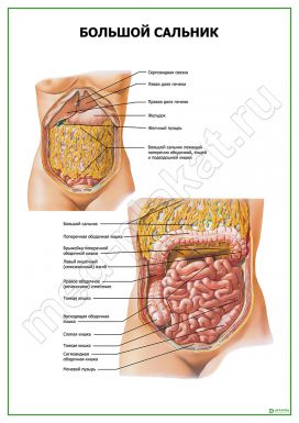 Большой сальник