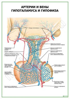 Артерии и вены гипоталамуса и гипофиза