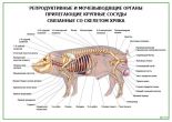 Репродуктивные и мочевыводящие органы хряка