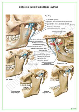 Височно-нижнечелюстной сустав